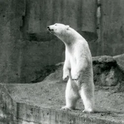 A Polar Bear standing tall, on its hind legs, at the edge of its enclosure on the Mappin Terraces, London Zoo