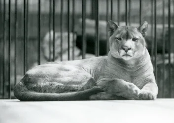A Puma/Cougar/Mountain Lion lying in its enclosure at London Zoo in June 1925