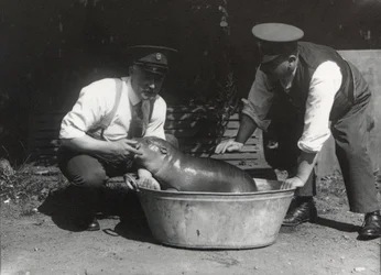 A Pygmy Hippo having a soak at ZSL London Zoo, August 1928