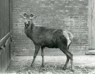 A Red Deer Stag with Budding Antlers, London Zoo, August 1928