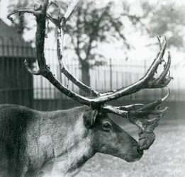 A Reindeer Stag Shedding Velvet from His Antlers, London Zoo