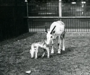 A Reindeer with her calf at London Zoo, March 1914