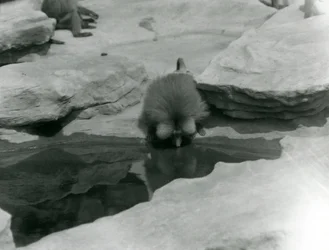 A Sacred Baboon drinking from a pool among the rocks of 