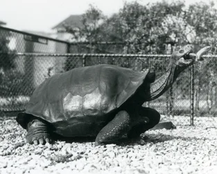 A Saddleback, Galapagos Tortoise Being Fed with a Banana on a Stick