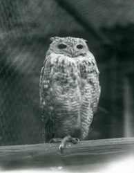 Pharaoh Eagle-owl at London Zoo, September 1925