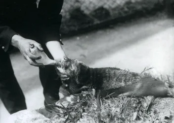 Seal Pup Being Bottle-fed by Its Keeper, London Zoo, August 1925
