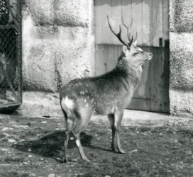 A Sika Spotted Stag Standing in His Enclosure, London Zoo (August 1927)