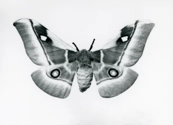 A Silkmoth, Bunaea Caffraria, at London Zoo, Before 1930