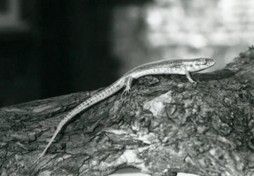 A Skink resting on a log at London Zoo in 1929