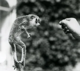A Slender Loris Standing Upright on a Branch, Looking at a Keeper