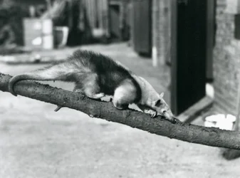 A Southern Tamandua/Collared Anteater/Lesser Anteater, walking along a branch at London Zoo