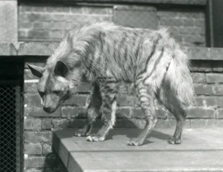 A Striped Hyaena standing on a platform in its enclosure at London Zoo, June 1925