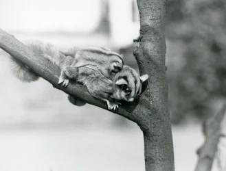 A Sugar Glider on a Branch with Her Baby on Her Back, London Zoo