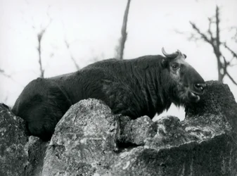 A Takin, Also Known as a Cattle Chamois or Gnu Goat, Resting on a Rock, London Zoo, 1925