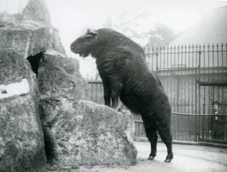 A Takin, also known as a Cattle chamois or Gnu goat, standing upright with his front legs resting on a rock, London Zoo