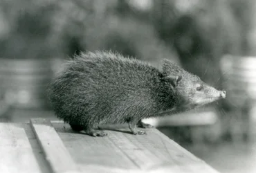 A Tenrec at London Zoo in 1929