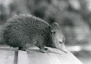 A Tenrec at London Zoo in 1929