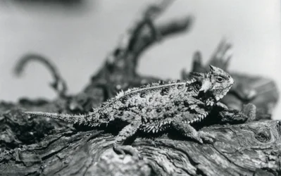 A Texas Horned Lizard resting on a log at London Zoo in September 1928