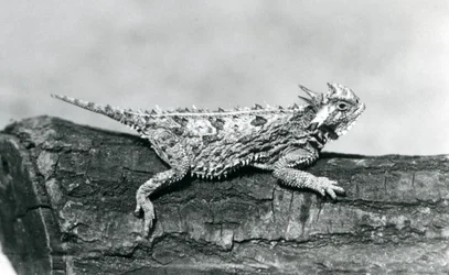 A Texas Horned Lizard/Horntoad/Horned Toad/Horny Toad Resting on a Log at London Zoo in August 1928