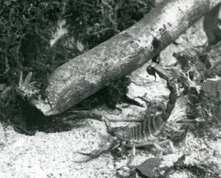 A Texas Scorpion at London Zoo in 1928