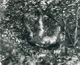 A Three-toed Sloth hanging from a leafy branch at London Zoo. August 1920