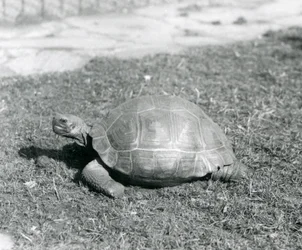 A Tortoise Standing on Grass at London Zoo in 1926