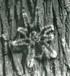 A Trinidad Chevron Tarantula on the bark of a tree trunk, London Zoo, October 1926