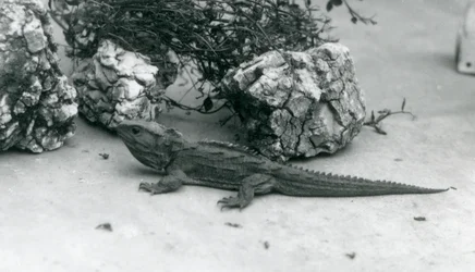 A Tuatara at London Zoo