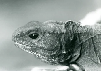A Tuatara at London Zoo in 1928