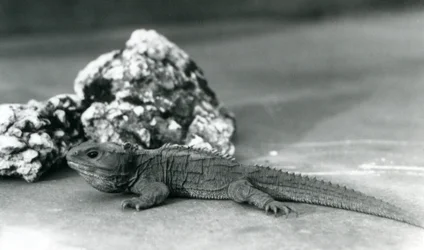 A Tuatara, lying in front of a rock, at London Zoo in 1928