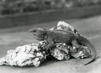 A Tuatara, Lying on a Rock, at London Zoo in 1929