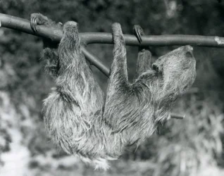 A Two-toed Sloth hanging from a cut branch, London Zoo, 1927