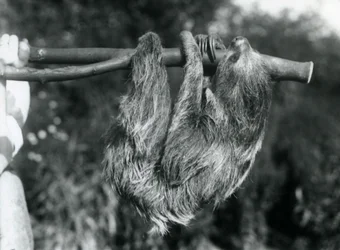 A Two-toed Sloth hanging from a cut branch, which is held by a keeper, London Zoo, 1925