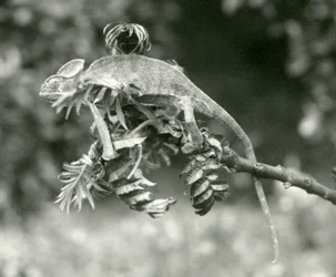 A Veiled or Yemen Chameleon at the End of a Leafy Branch at London Zoo, June 1924