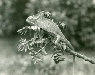 A Veiled or Yemen Chameleon at the End of a Leafy Branch at London Zoo, June 1924
