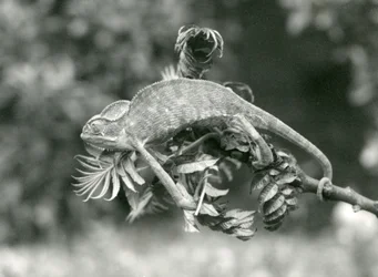 A Veiled or Yemen Chameleon Holds on to the End of a Leafy Branch with Its Prehensile Tail, London Zoo, June 1924