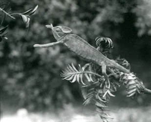 A Veiled or Yemen Chameleon Stands on One Leafy Branch and Reaches Out Towards Another, London Zoo, June 1924