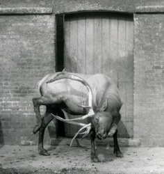 A Wapiti Elk stag standing in his enclosure at London Zoo in September 1927