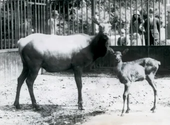 A Wapiti with her fawn in their paddock with visitors looking on through bars, London Zoo