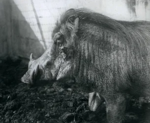 A Warthog Standing in Mud, London Zoo, 1927