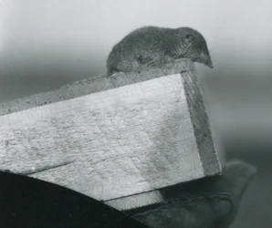 A White-toothed Shrew looking down over the edge of a wooden box, held by a keeper