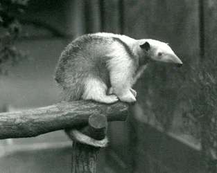 A Young Collared Tamandua sitting at the end of a branch holding on with its prehensile tail, London Zoo, 24th April 1925