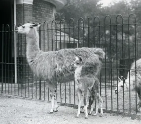 A Baby Llama with Its Mother at London Zoo, 1926