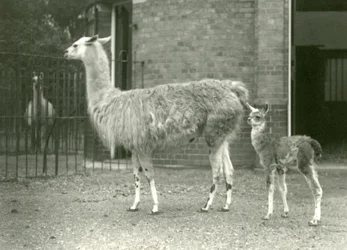 A baby Llama with its mother at London Zoo, 1927