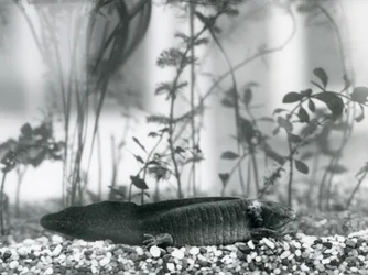 A black Axolotl/Mexican Salamander resting on gravel on the floor of a tank at London Zoo in 1928
