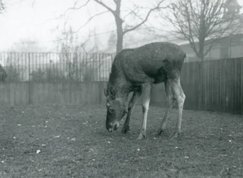 A bull Elk/Moose stands in his paddock and reaches down towards the grass, London Zoo, January 1926
