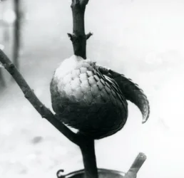 Chinese Pangolin at London Zoo, July 1925