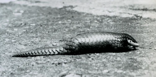 A female Chinese Pangolin at London Zoo in August 1925