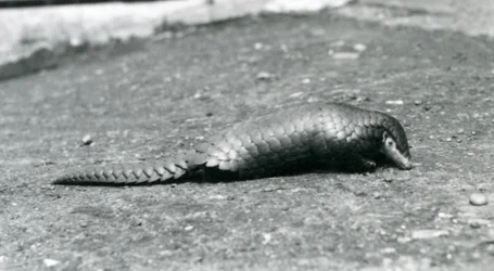 A female Chinese Pangolin at London Zoo in August 1925
