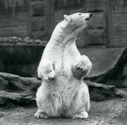 A female Polar Bear sitting on her haunches on the Mappin Terraces at London Zoo in September 1928